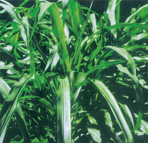 香草植物大花醉鱼草的价值介绍 香草是什么植物