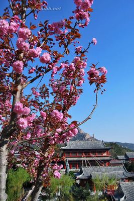 【威海荣成】中国北方最炫的樱花海——赤山樱花 威海石岛赤山