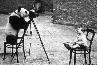 1981年的中日合拍动画片——《熊猫的故事》 中日合拍的电视剧