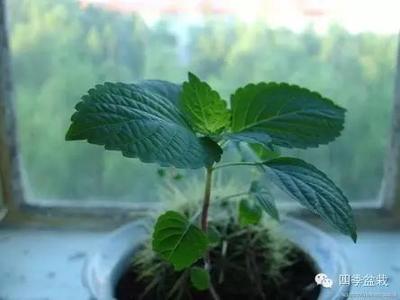 阳台盆栽紫苏的种植方法 紫苏的种植方法和时间