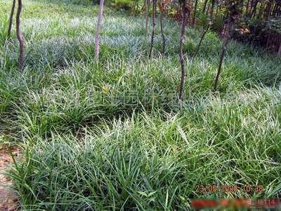 低水平管理条件下高羊茅和早熟禾的表现比较 早熟禾草坪