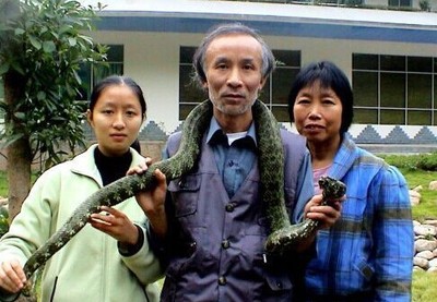 莽山蛇博士陈远辉与“烙铁头” 最大的莽山烙铁头蛇