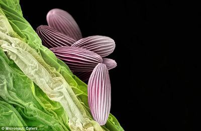显微镜下惊艳的花粉（图） 惊艳美女图