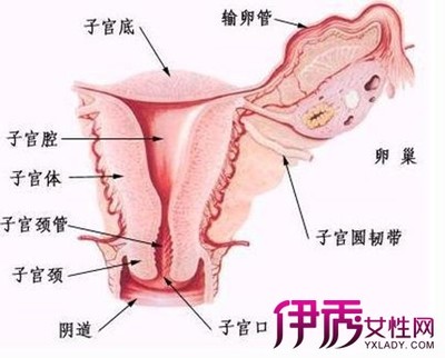 子宫内膜正常厚度及变薄/增厚病理因素 子宫内膜增厚的危害