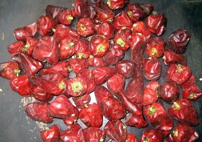 遵义红灯笼辣椒与其它灯笼椒的区别_爱心和谐 红灯笼辣椒种植条件