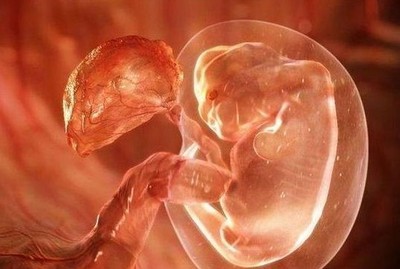 显微镜下的受孕过程（高清实拍完整版） 人工受孕过程费用