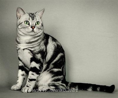 贝贝——原来虎斑猫是美短的昵称 美国银虎斑猫