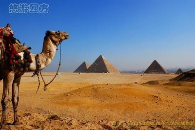 【埃及】巍巍金字塔下的神气大骆驼 最大的埃及金字塔