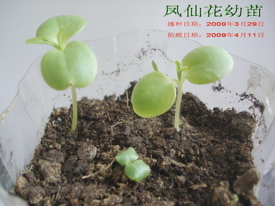 凤仙花的栽培方法（生长全过程分享） 凤仙花的生长过程视频