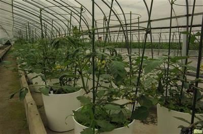 如何种植盆栽小番茄 盆栽樱桃番茄种植方法