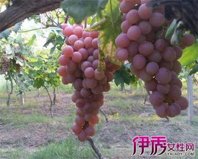 葡萄的功效与作用 葡萄是热性还是凉性