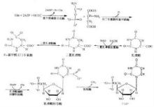 转载吃核酸真能补基因吗? 嘌呤核苷酸补救合成