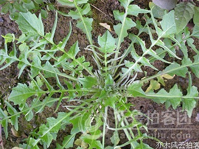 野菜系列之一荠菜 小飞猪系列之一