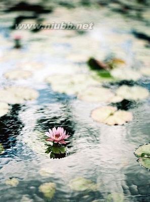 雨中花慢·今岁花时深院 雨中花慢