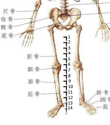 [转载]浅析“四肢长骨一骺板以上线性或粉碎性骨折”的适用条件 骺板的定义