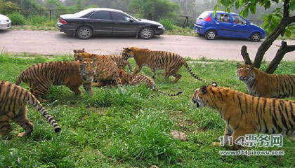 北京动物园网上搜罗的图文 北京野生动物园