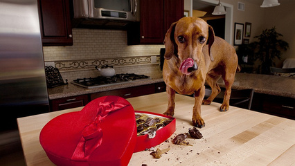 犬吃巧克力会中毒吗？ 狂犬疫苗吃巧克力