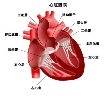 永久性甲减怎么办 甲减引起心脏病