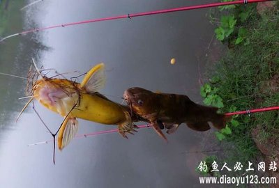钓鱼方法之怎样钓黄颡鱼 蓝鲫钓鱼的最佳配方