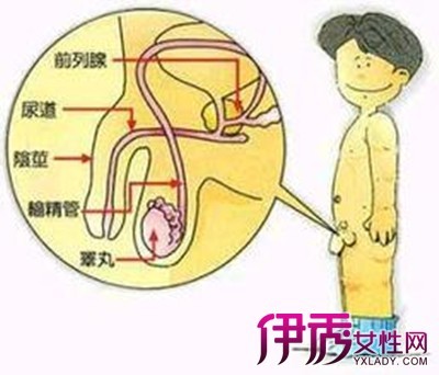 尿等待是什么意思？ 男性尿等待