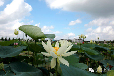 新浜荷花节 新浜叶新公路