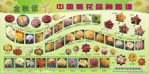 菊花品种分类的方法介绍 菊花品种介绍及图片