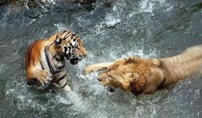 狮子和老虎之间爆发了一场激烈的战争，到了最后，两败俱伤。 云南回族爆发激烈冲突