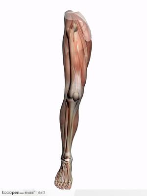 O型腿与正常腿型骨骼、肌肉对比图 人体骨骼肌肉结构图