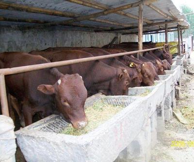老挝肉牛养殖项目信息 肉牛养殖项目简介