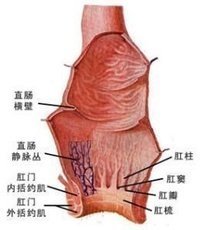 直肠、肛管解剖（6） 肛管直肠炎