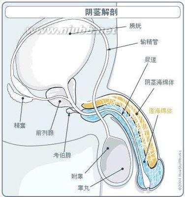 伟哥有助恢复心脏功能及其副作用 伟哥有什么副作用