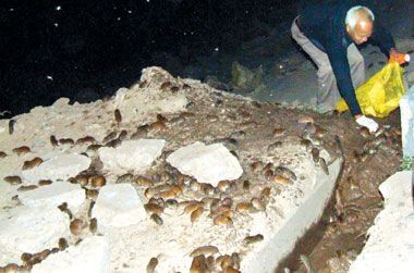 湖南洞庭湖区爆发鼠灾已捕杀90吨老鼠 洞庭湖老鼠