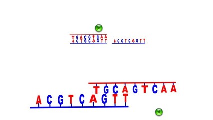 DNA分子杂交技术 分子杂交技术工作原理