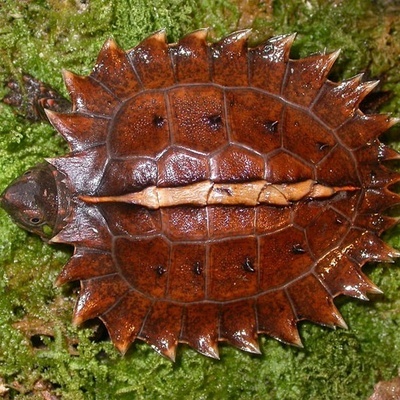 锯缘东方龟---别名:太阳龟,多刺龟,蜘蛛巨龟(半水栖)