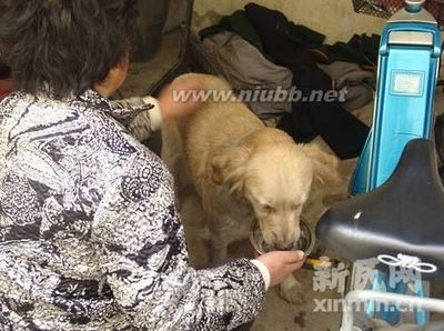上海火灾忠心小狗不吃不喝等主人(图)狗比人重感情是真的！ 重感情的人