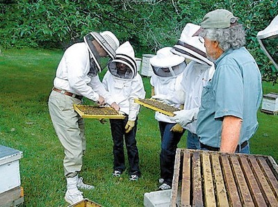 城市养蜂好处多！ 城市养蜂的意义