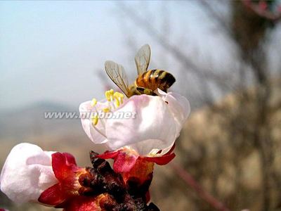 关于桃花的诗词大全（美图） 桃花诗词集锦大全