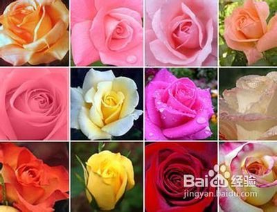 不同颜色的玫瑰代表什么含义呢 不同颜色代表的含义