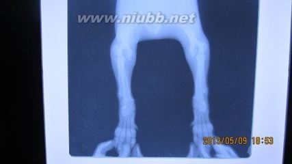 一例犬肘关节脱位的手术治疗 肘关节脱位手术