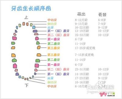 婴儿宝宝长牙的时间与规律 宝宝长牙顺序