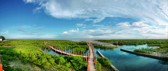 北海金海湾红树林 北海红树林好玩吗