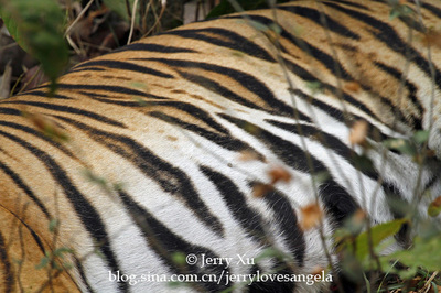 【印度】观虎好去处卡纳老虎自然保护区 老虎脑自然保护区