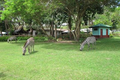 巴拉望，菲律宾最后的一片净土--探访卡拉威特野生动物园 菲律宾巴拉望旅游攻略