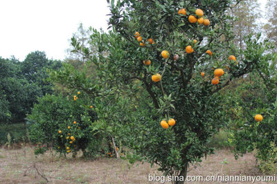 柑橘蜜之乡——湖南·沅江赤山岛柑橘蜜养蜂场基地 沅江赤山岛开发项目