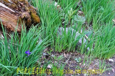 【锦绣四川】梦幻康定莲花海 康定莲花海