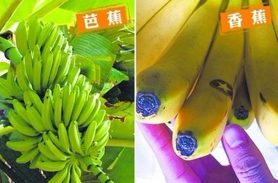如何区分香蕉和芭蕉？ 香蕉芭蕉的区别