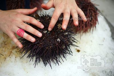 【自煮自足】——轻松打开海胆，做成海胆蒸蛋！ 海胆蒸蛋的做法