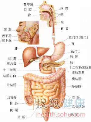 人体五脏六腑位置图详细介绍 胃在哪个位置图