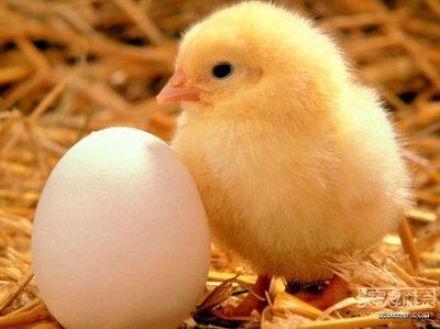 肉鸡养殖对温度的要求_肉鸡管理_中国禽病论坛网 鸡病 禽病 毛鸡 肉鸡养殖技术视频
