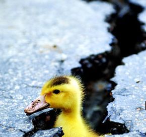神奇的小鸭子的压缩图片(太令人惊讶了) 令人惊讶的